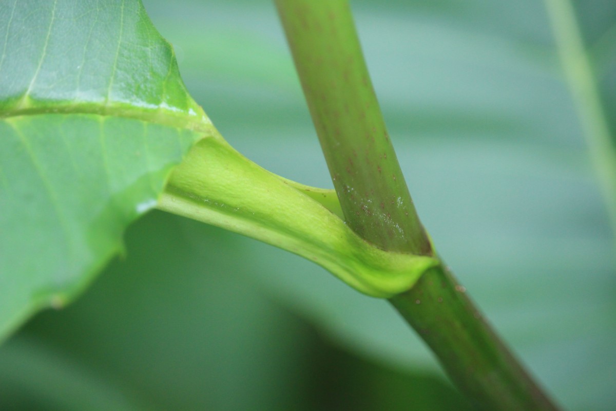 Dillenia suffruticosa (Griff.) Martelli